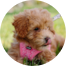 Maltipoo Puppies For Sale - Puppy Love PR